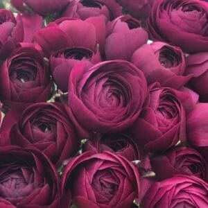 Ranunculus Amandine Violet