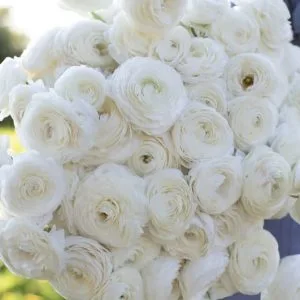 Ranunculus Amandine White