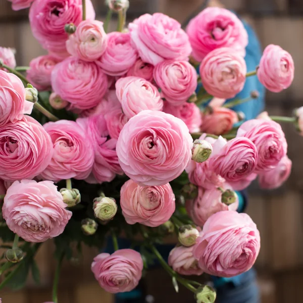 Ranunculus Half Clone Marshmallow