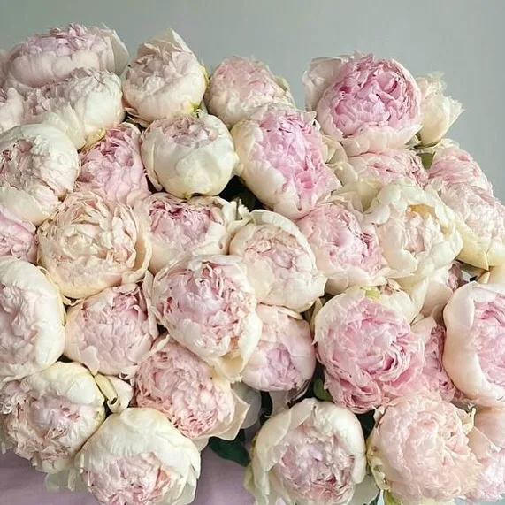 Peony Brother Chuck
