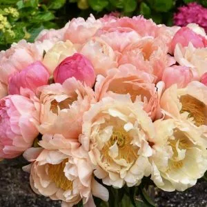 Peony Coral Sunset