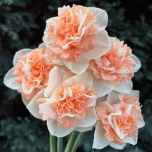 Daffodil Flower Surprise