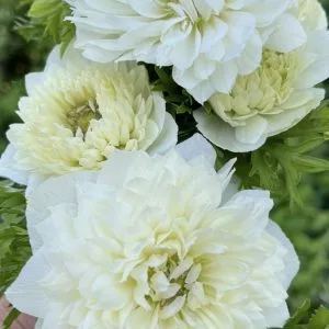 Anemone Levante Bianco White