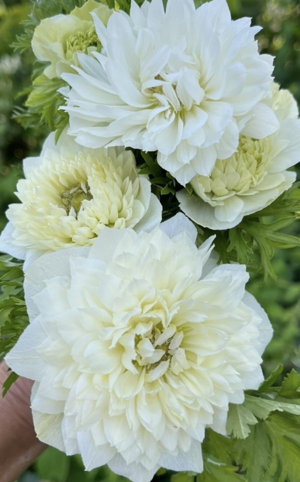 Anemone Levante Bianco White