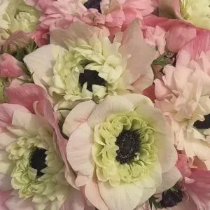Anemone Levante Rosa