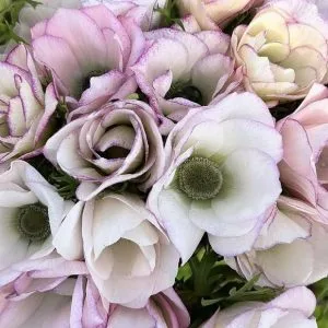 Anemone Mistral The Edge
