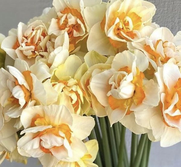 Daffodil Romantic Paradise