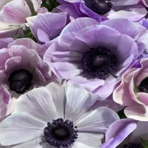 Anemone Mistral Milka