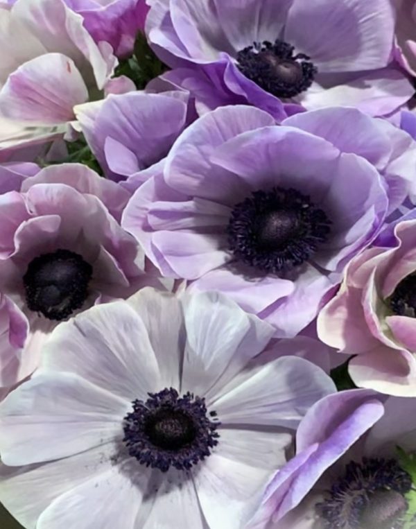 Anemone Mistral Milka