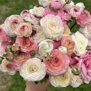 Ranunculus White Picotee