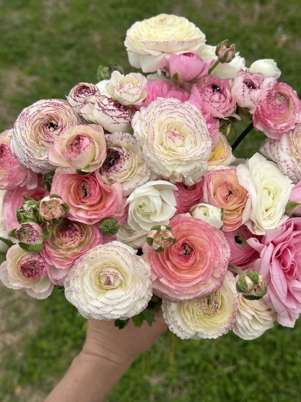 Ranunculus White Picotee