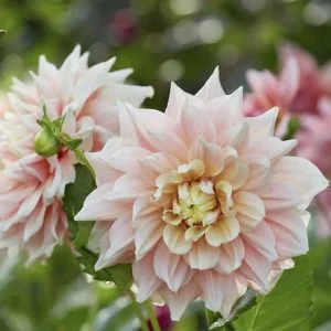 Dahlia Break Out