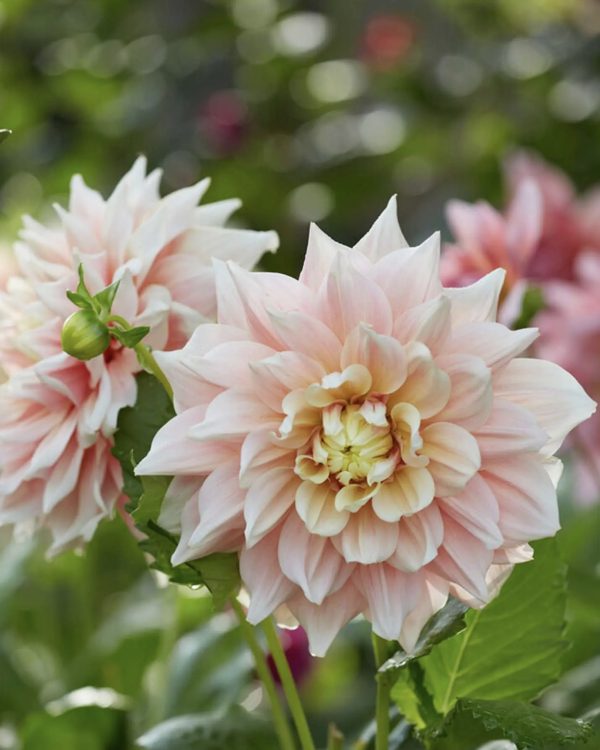 Dahlia Break Out