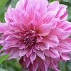 Dahlia Café Au Lait Royal - Image 2