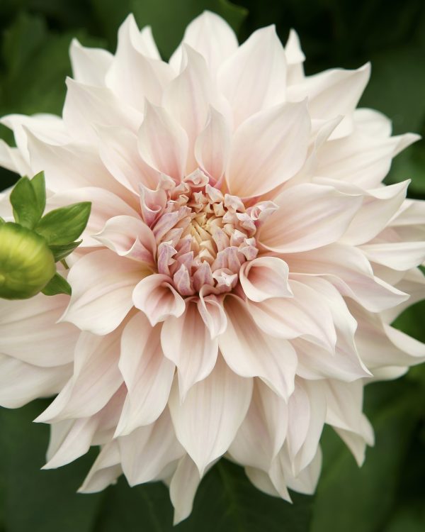 Dahlia Café Au Lait - Image 2