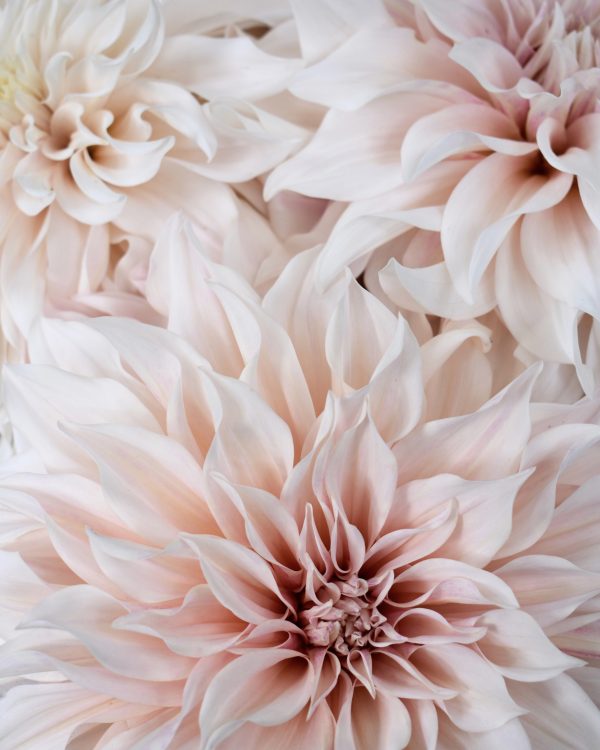 Dahlia Café Au Lait - Image 4