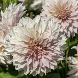 Dahlia Café Au Lait