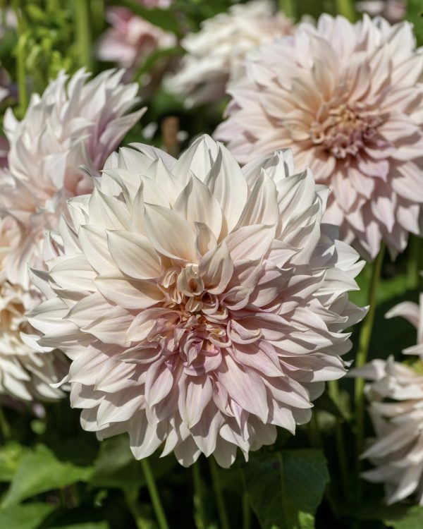 Dahlia Café Au Lait