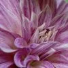 Dahlia Café Au Lait Royal - Image 3