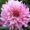 Dahlia Café Au Lait Royal