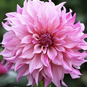 Dahlia Café Au Lait Royal