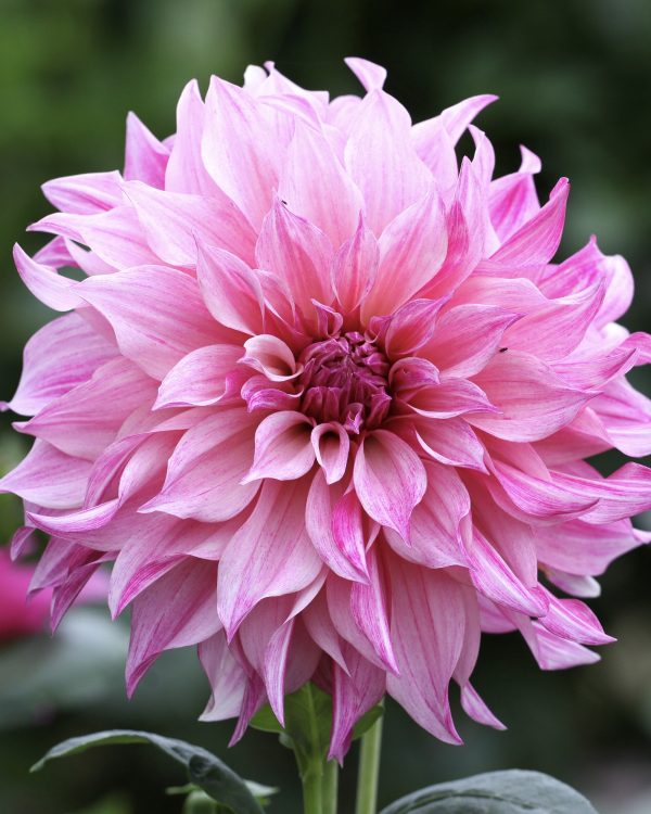 Dahlia Café Au Lait Royal