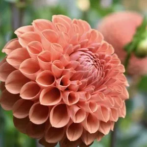 Dahlia Cornel Bronze