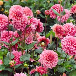 Dahlia Salmon Runner