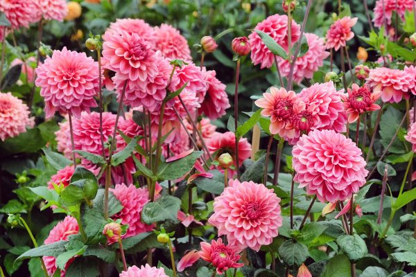 Dahlia Salmon Runner