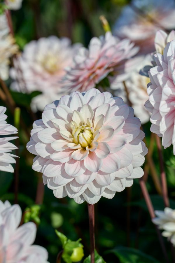 Dahlia Silver Years - Image 2