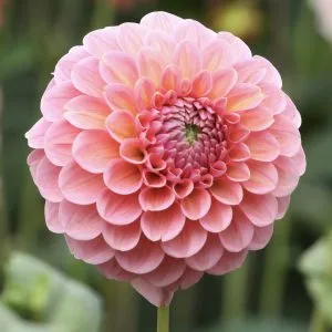 Dahlia Linda’s Baby