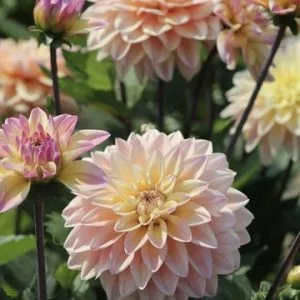 Dahlia Mondriaan