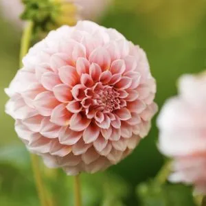 Dahlia Peaches