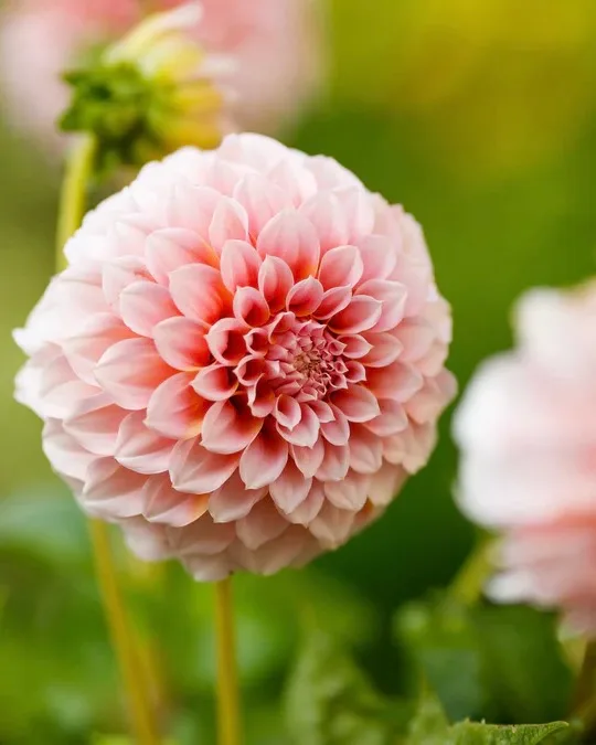 Dahlia Peaches