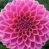 Dahlia Pink Sylvia - Image 2