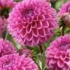 Dahlia Pink Sylvia
