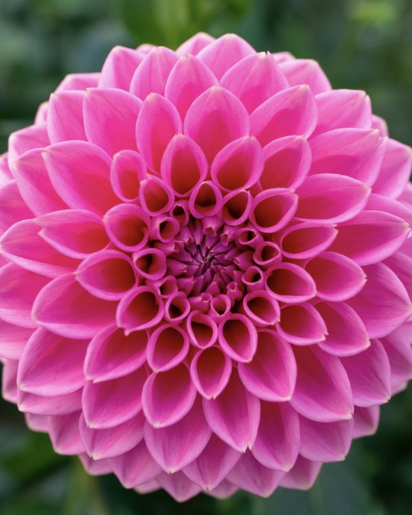 Dahlia Pink Sylvia - Image 2