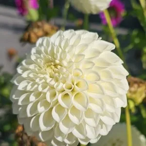 Dahlia Ryecroft Jan