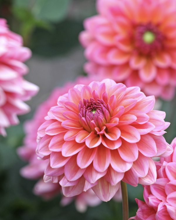 Dahlia Salmon Runner - Image 3