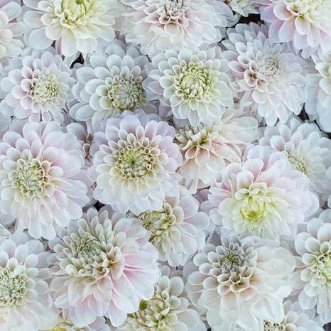 Dahlia Sweet Nathalie