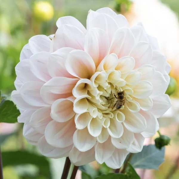 Dahlia Sweet Nathalie - Image 2