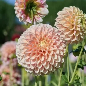 Dahlia Sweet Suzanne