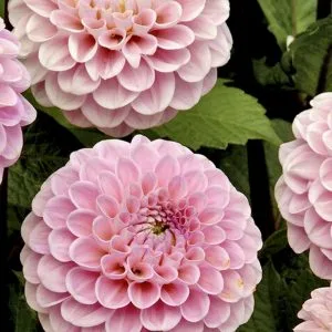 Dahlia Wizard of Oz