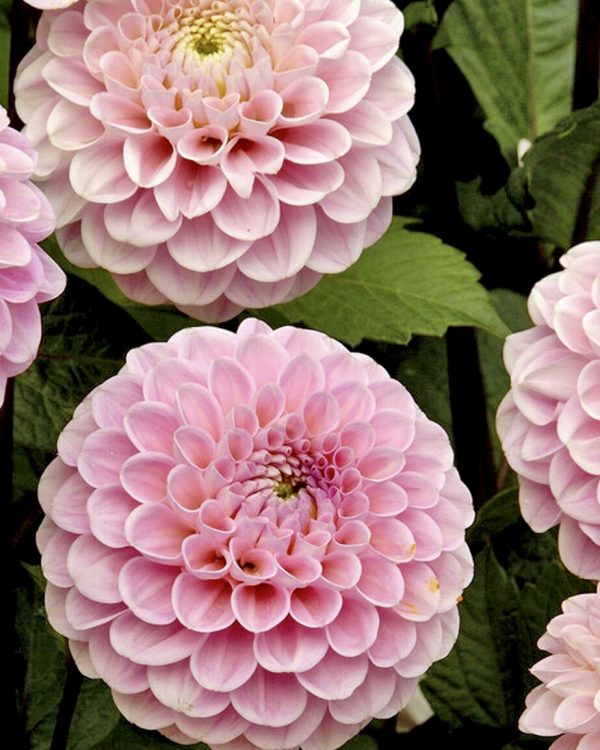 Dahlia Wizard of Oz