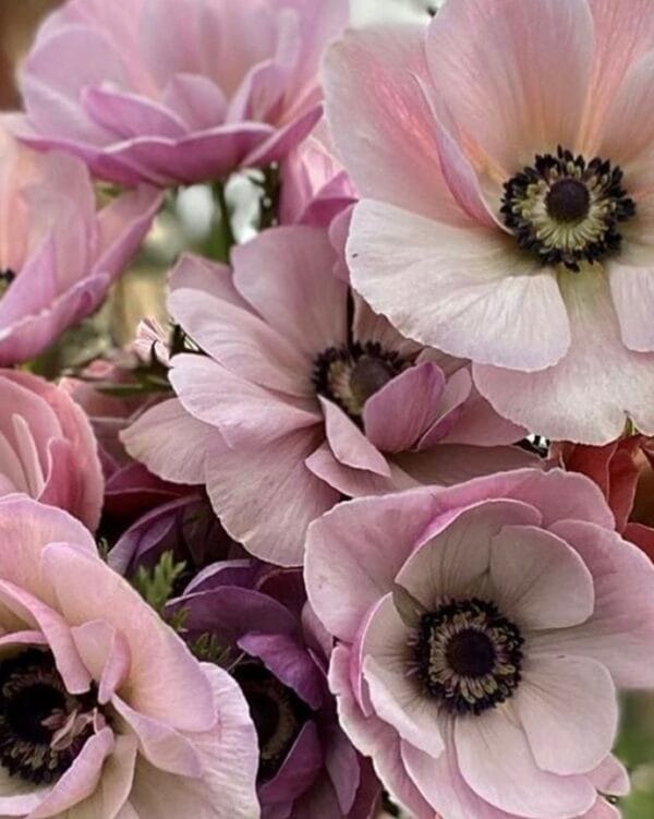 Spring Cut Flower Kits - Image 2
