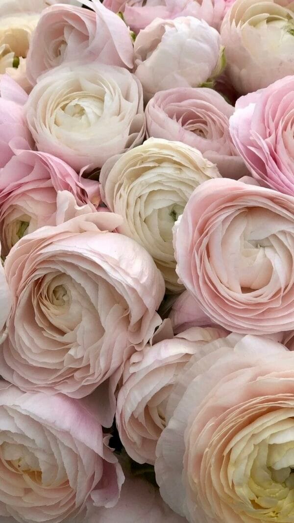 Spring Cut Flower Kits - Image 4