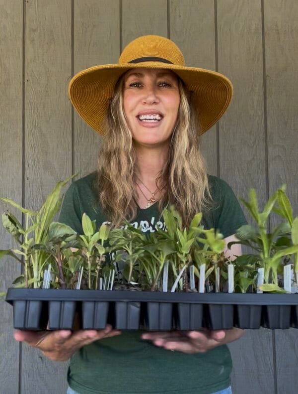 Spring Cut Flower Kits