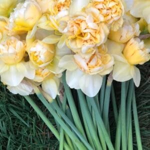 Art Design Daffodil