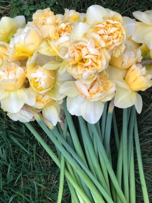 Art Design Daffodil