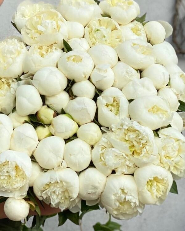 Peony Duchess de Nemours - Image 2